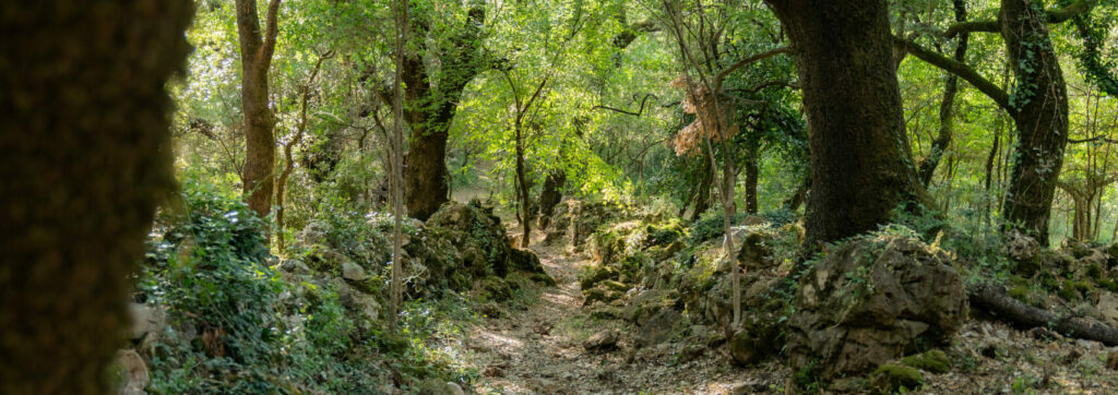 Musique des plantes, Sylvothérapie & Yoga - Forêt Hameau de l'étoile