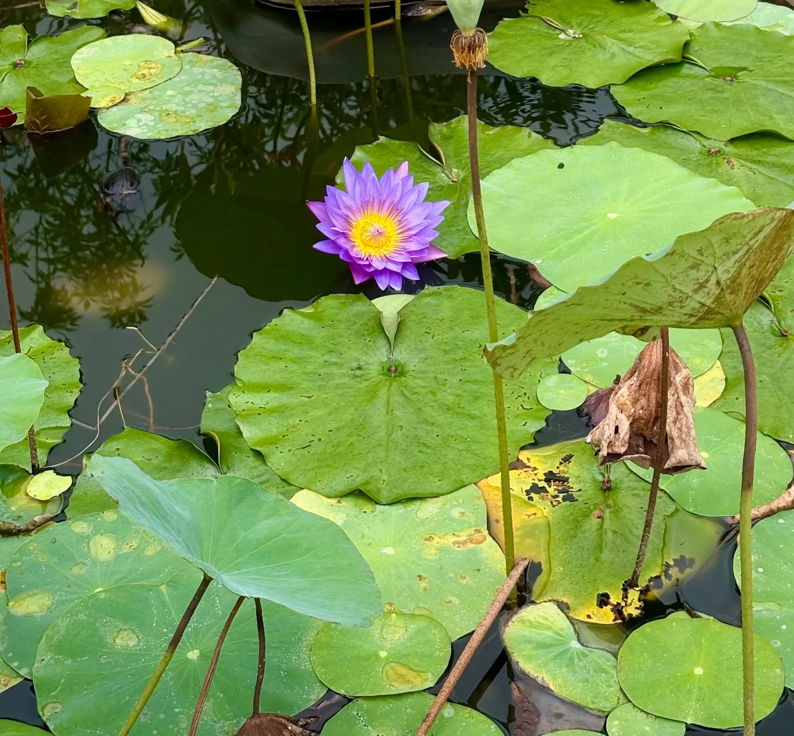 Victoire Dezitter, psychanalyste et didacticienne