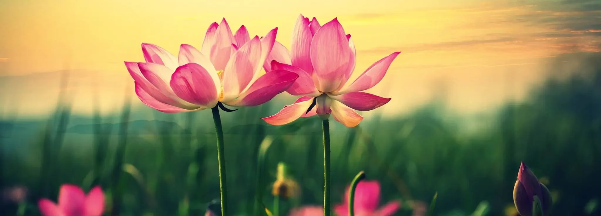 sororite-retraite-femmes